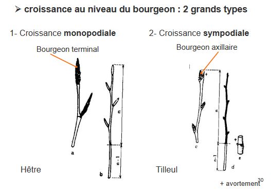 chapitre-1-morphologie-et-architecture-de-la-tige-cours-de-licence-3